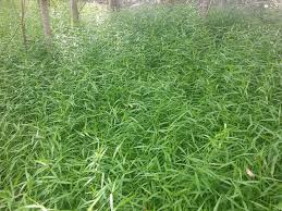 Image result for Entolasia