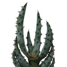 Image result for Aloe aculeata × ortholopha