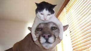 Images, gifs and videos featured seven times a day. Funniest Animals Cute Funny Cats And Dogs Video 2020 Youtube