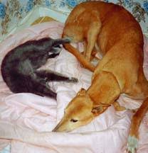 Country and urban myths about greyhounds