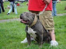 Would A Wolf Beat A Pit Bull Quora