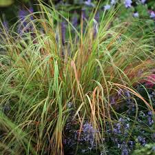 Image result for Aneilema arenicola