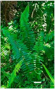 Image result for Nephrolepis biserrata