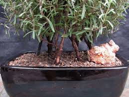 Image result for rosemary bonsai