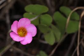 Image result for Oxalis obliquifolia