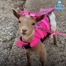 The View This Baby Goat Wears Pink Life Vest For First Boat Trip And It S So Cute Facebook