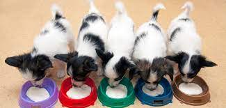 So now it is time to learn how to wean puppies. Postpartum Care Basic 7 Steps To Wean Puppies Pet Az