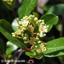 Image result for Ficalhoa laurifolia