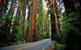 We did not find results for: Redwood 1080p 2k 4k 5k Hd Wallpapers Free Download Wallpaper Flare