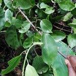 Image result for Scepocarpus