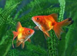 How To Take Care Of A Goldfish Petmd