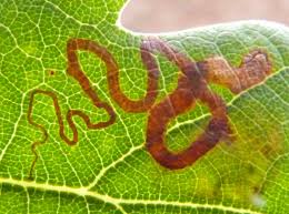 Image result for Stigmella basiguttella