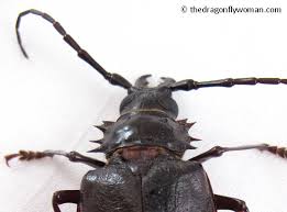 They also lay eggs near other trees, but that's why they have their name. Palo Verde Beetles The Dragonfly Woman