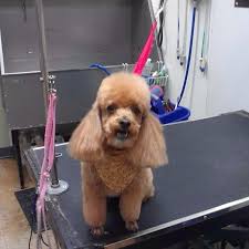 These adorable pups are available for adoption in pittsburgh, pennsylvania. Greater Pittsburgh Poodle Rescue Home Facebook