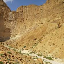 Image result for Commicarpus grandiflorus