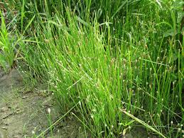 Image result for Fuirena welwitschii