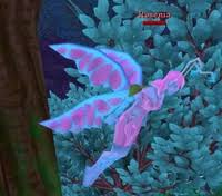 Image result for Rosenia