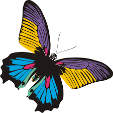 Seperti semua serangga, mereka memiliki enam kaki bersendi, 3 bagian tubuh, sepasang antena, mata majemuk, dan kerangka luar. Download Clip Art Kupu Kupu