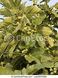 Fig trees aren't difficult to grow, but they can pose a challenge if you don't plant them in the right conditions by following a few simple rules, you can keep your fig tree looking healthy and green. Fig Tree With Green Leaves And Fruits In A Garden Canstock