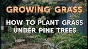 Do you know there is a ring of evergreen trees around the whole pine trees can sustain damage after storms just like any other tree. How To Plant Grass Under Pine Trees Youtube