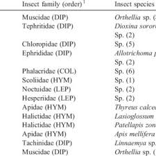 Image result for Schizochilus