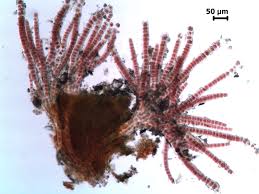 Image result for Securidaca welwitschii