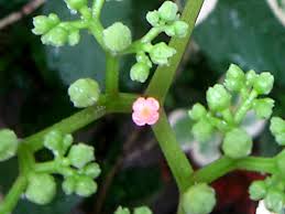 Image result for Cayratia ibuensis