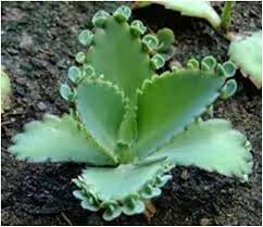2 Pequenas Planta Kalanchoe Conocida Como Mala Madre En Barquisimeto Anuncios Mayo Clasf Casa Y Jardin Jardineria Y Plantas Cultivo De Plantas Plantas