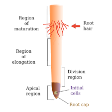Maybe you would like to learn more about one of these? Plant Organs Root Primary Root Atlas Of Plant And Animal Histology