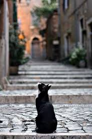 Login Or Sign Up Kedi Cats Hayvanlar