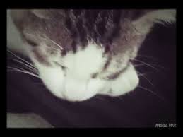 Kedi Uyutma Muzik Youtube