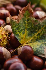 La Cueillette Des Chataignes Est Ouverte Chataigne Chestnut Promenade Balade Nature Cook Cooking R Alimentation Et Nutrition Nutrition Soupes Saines