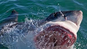 However, it is now classified into the extinct family otodontidae, which. Shark Week Is Lying Again Megalodon Is Definitely Extinct