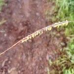 Image result for Sehima