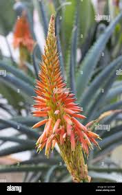 Image result for Aloe bukobana