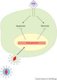 Recessed lighting installation necrosis vs apoptosis picture. Death By Design Apoptosis Necrosis And Autophagy Sciencedirect