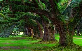 Oak Trees Grass Trees Moss Green Ancient Nature Landscape Hd Wallpaper Desktop Background Green Trees Beautiful Tree Tree