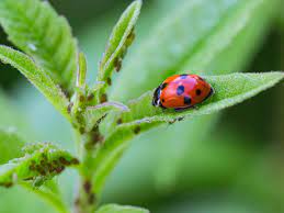 Introduction culturing plants in greenhouses, glasshouses, or hothouses. Fighting Fire With Fire Pest Control By Playing Nature At Its Own Game Euractiv Com