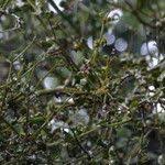 Image result for Viscum tuberculatum