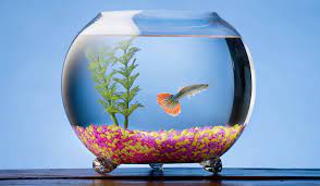 Keeping Guppies In A Glass Fish Bowl Guppy Aquarium
