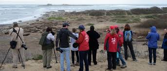 Check spelling or type a new query. Docents Volunteers Ano Nuevo State Park Coastside State Parks Association