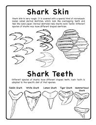 Sharks Rays Science Art Activities Shark Facts Shark Coloring Pages Shark