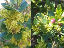 Image result for Searsia lucida