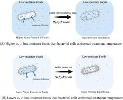 Cells are able to be of the same genotype but of different cell type due to the differential expression of the genes they contain. Moisture Content Of Bacterial Cells Determines Thermal Resistance Of Salmonella Enterica Serotype Enteritidis Pt 30 Applied And Environmental Microbiology
