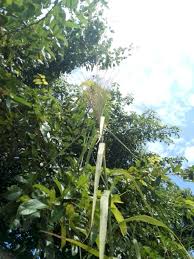 Image result for Phragmites karka