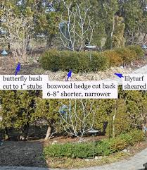 Japanese boxwoods and common boxwoods are popular hedge plants. Gardenatoz Boxwood Pruning Garden A To Z