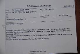 Image result for Leucas neuflizeana