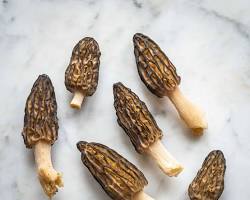 Image of Black Morel Mushroom