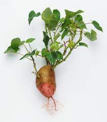 Boiling the sweet potato vine leaves in a small amount of water removes any toughness or bitterness. Sweet Potato Sends Secret Signals Scientific American