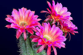 Cactus flower we share tips to help create the right environment to help desert and holiday cacti bloom. These Gifs Of Flowers Blooming Are Insanely Satisfying